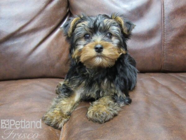 Yorkshire Terrier-DOG-Male-Black and Tan-25351-Petland Frisco & Mckinney, Texas