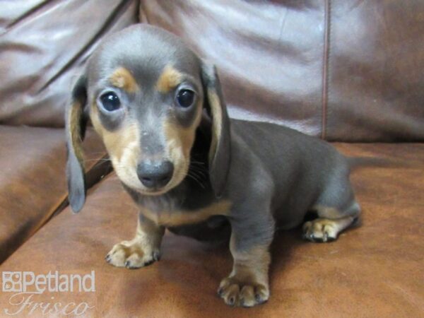 Miniature Dachshund DOG Female Blue 25350 Petland Frisco, Texas