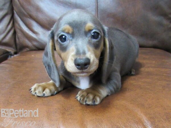 Miniature Dachshund DOG Female Blue 25349 Petland Frisco, Texas