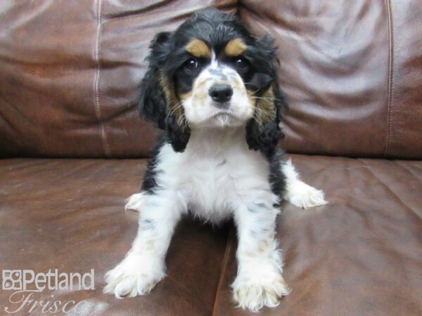 Cocker Spaniel DOG Male Tri 25347 Petland Frisco, Texas