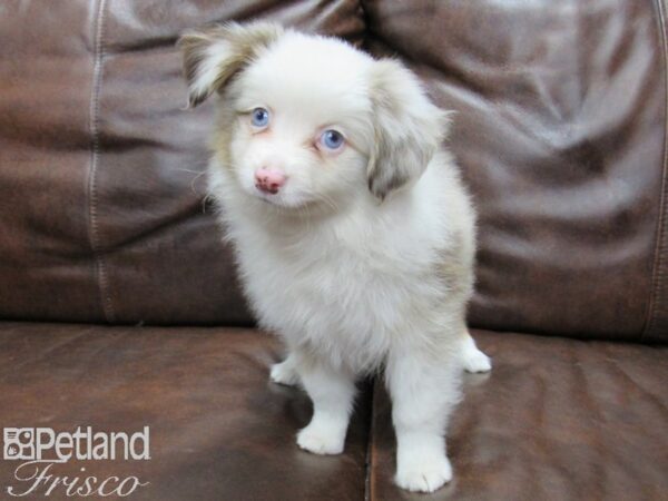 Miniature Australian Shepherd-DOG-Female-Red Merle-25346-Petland Frisco & Mckinney, Texas