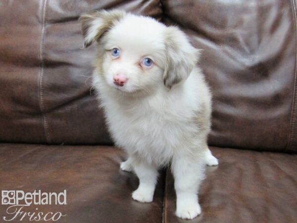 Miniature Australian Shepherd DOG Female Red Merle 25346 Petland Frisco, Texas