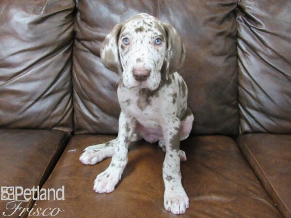 Great Dane-DOG-Female-Chocolate Merle-25345-Petland Frisco, Texas