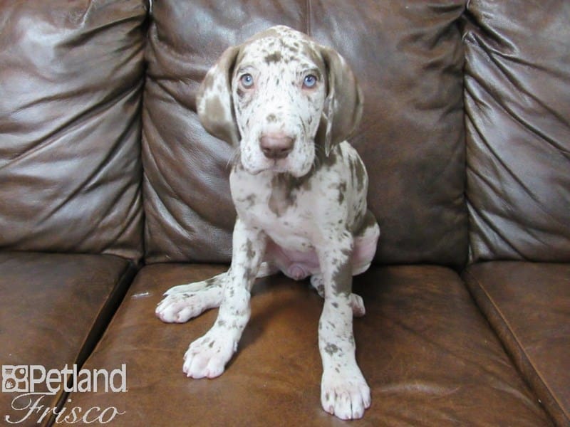 Great Dane-DOG-Female-Chocolate Merle-2695217-Petland Frisco, Texas