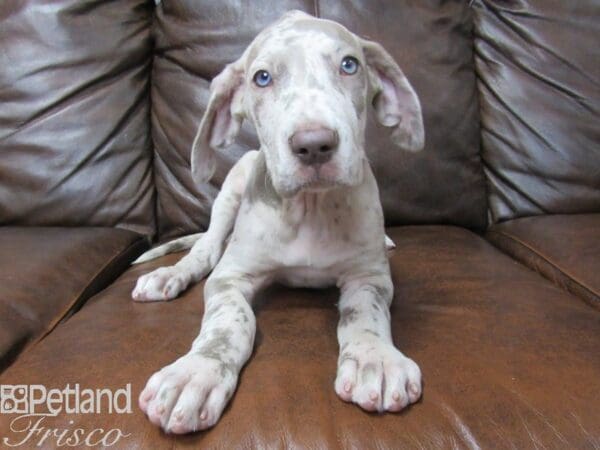 Great Dane-DOG-Female-Lilac Merle-25344-Petland Frisco, Texas
