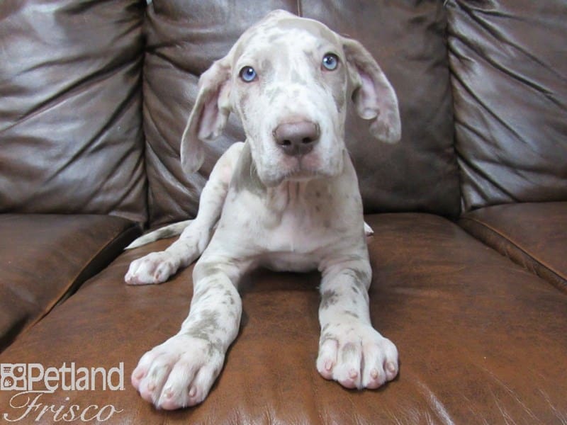 Great Dane-DOG-Female-Lilac Merle-2695186-Petland Frisco, Texas