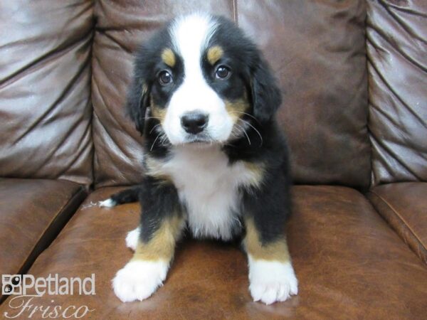Bernese Mountain Dog-DOG-Male-Black, Tan, and White-25340-Petland Frisco & Mckinney, Texas