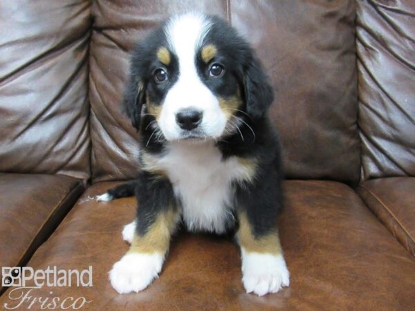 Bernese Mountain Dog DOG Male Black, Tan, and White 25340 Petland Frisco, Texas