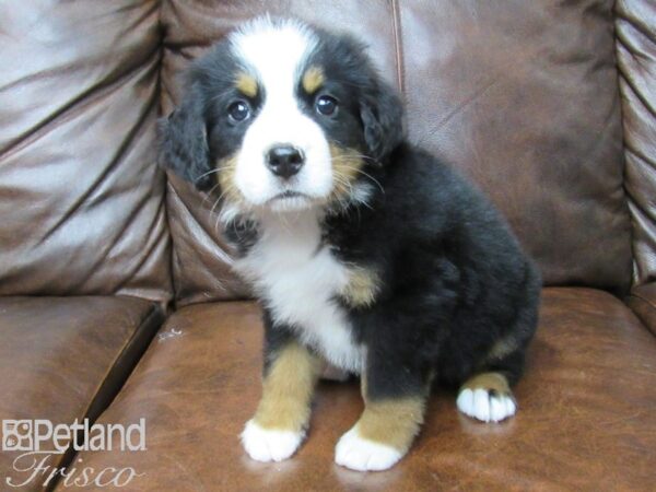 Bernese Mountain Dog-DOG-Male-Black, Tan, and White-25339-Petland Frisco, Texas