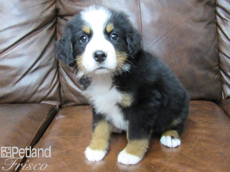 Bernese Mountain Dog-DOG-Male-Black, Tan, and White-2694507-Petland Frisco, Texas