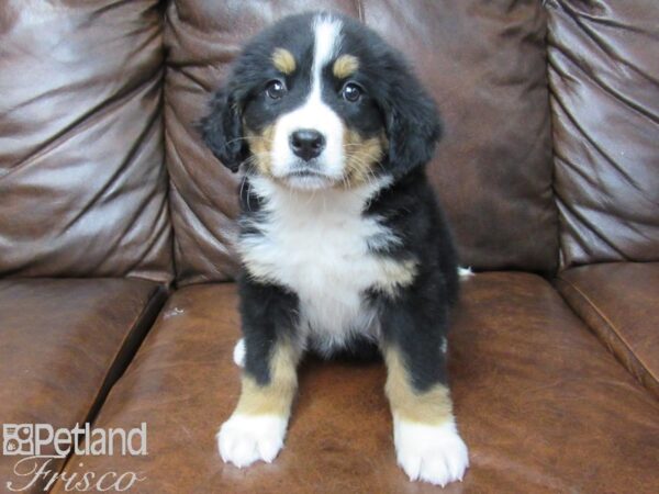 Bernese Mountain Dog DOG Female Black, Tan, and White 25338 Petland Frisco, Texas