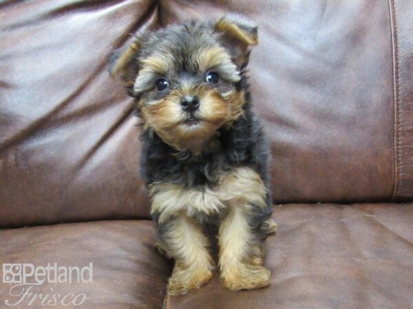 Yorkshire Terrier DOG Female Black and Tan 25335 Petland Frisco, Texas