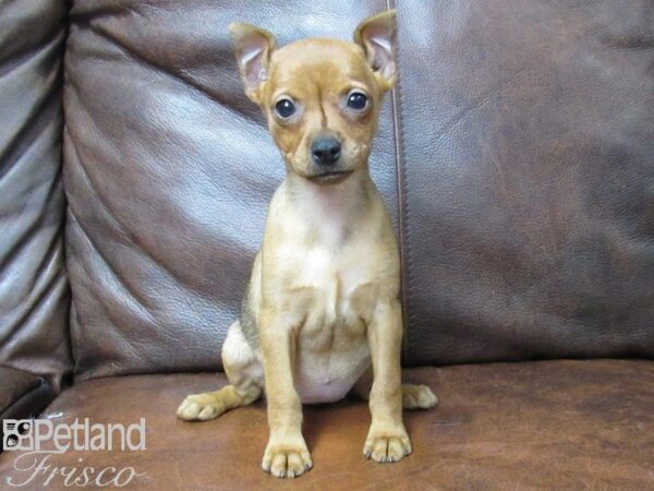 Miniature Pinscher DOG Female Red Stag 25334 Petland Frisco, Texas