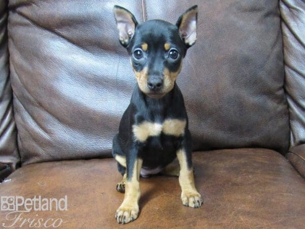 Miniature Pinscher-DOG-Female-Black and Tan-25333-Petland Frisco, Texas