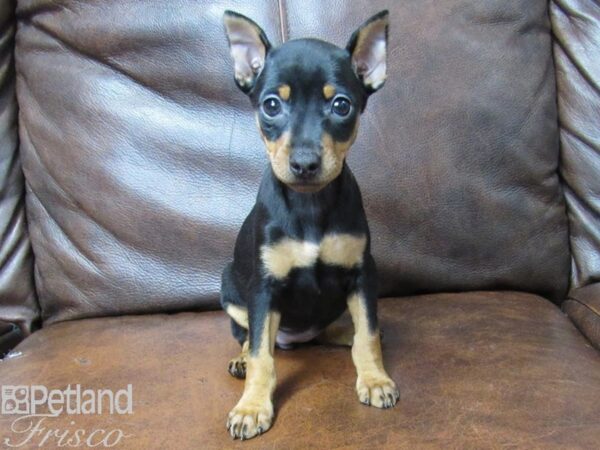 Miniature Pinscher DOG Female Black and Tan 25333 Petland Frisco, Texas