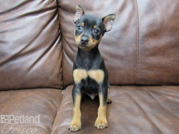 Miniature Pinscher DOG Male Black and Tan 25332 Petland Frisco, Texas