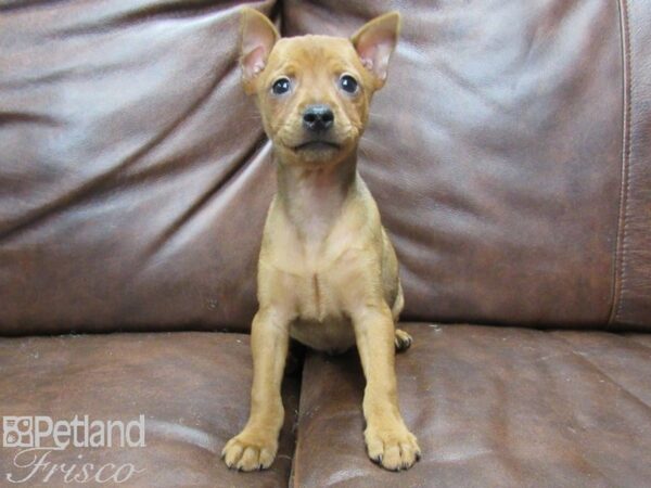 Miniature Pinscher DOG Male Red Stag 25330 Petland Frisco, Texas