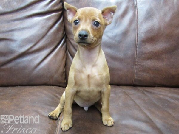 Miniature Pinscher DOG Male Red Stag 25331 Petland Frisco, Texas