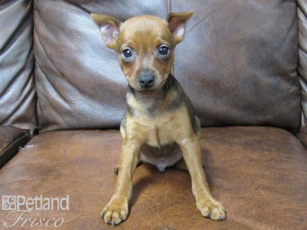 Miniature Pinscher-DOG-Male-Red Stag-25329-Petland Frisco, Texas