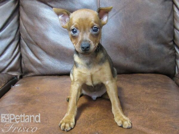 Miniature Pinscher DOG Male Red Stag 25329 Petland Frisco, Texas