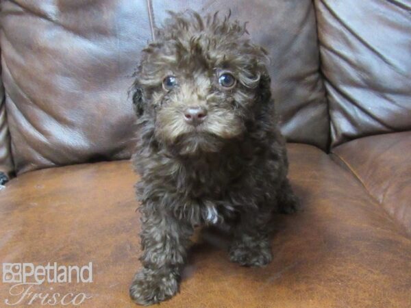 Miniature Poodle-DOG-Female-choc-25403-Petland Frisco, Texas