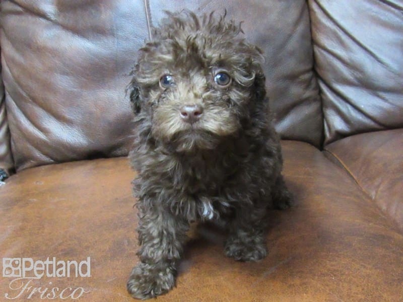 Miniature Poodle-DOG-Female-choc-2693658-Petland Frisco, Texas