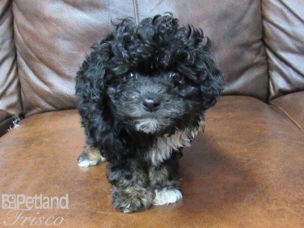 Miniature Poodle DOG Male BLK WHT 25402 Petland Frisco, Texas