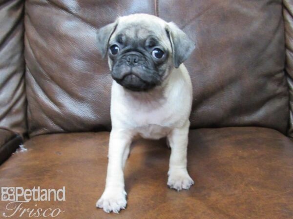 Pug DOG Female FAWN 25399 Petland Frisco, Texas