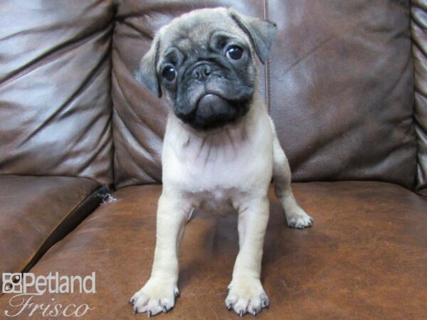 Pug-DOG-Female-FAWN-25398-Petland Frisco & Mckinney, Texas