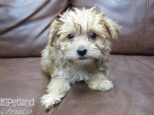 Morkie-DOG-Male-BEIGE-25395-Petland Frisco & Mckinney, Texas