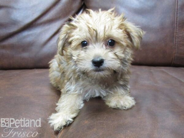 Morkie DOG Male BEIGE 25395 Petland Frisco, Texas