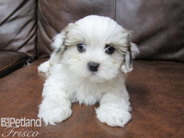 Teddy Bear DOG Male Brown White 25393 Petland Frisco, Texas