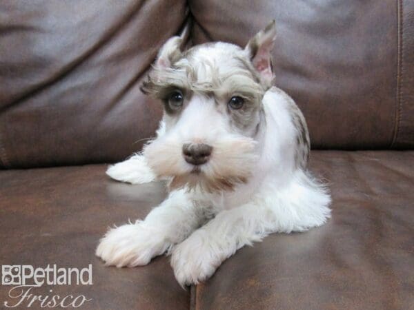 Miniature Schnauzer DOG Male LIVER MERLE 25391 Petland Frisco, Texas
