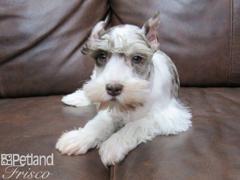 Miniature Schnauzer-DOG-Male-LIVER MERLE-2693455-Petland Frisco, Texas
