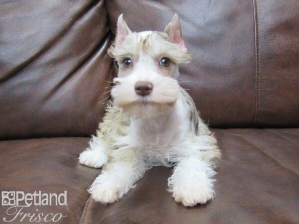Miniature Schnauzer DOG Female LIVER MERLE 25390 Petland Frisco, Texas