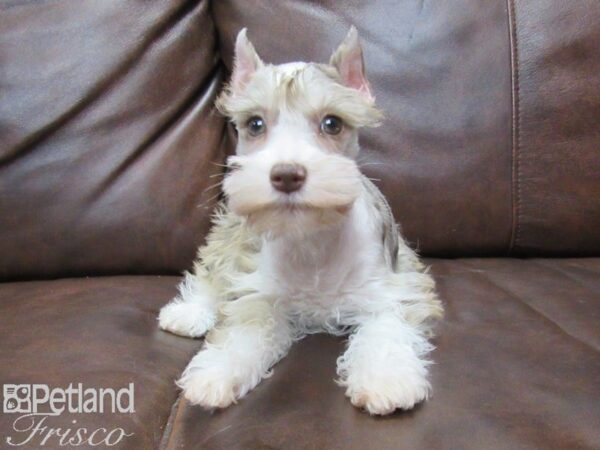 Miniature Schnauzer-DOG-Female-LIVER MERLE-25390-Petland Frisco & Mckinney, Texas
