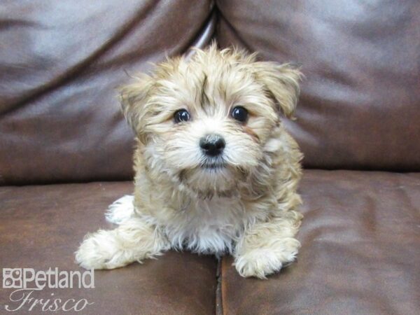 Morkie DOG Female BEIGE 25389 Petland Frisco, Texas