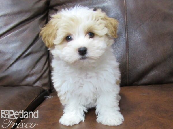 Havanese DOG Male White and Apricot 25387 Petland Frisco, Texas