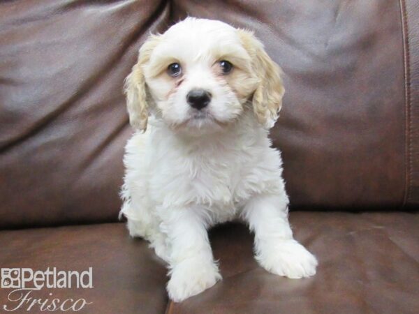 Cava Chon DOG Female BLENHIEM 25385 Petland Frisco, Texas