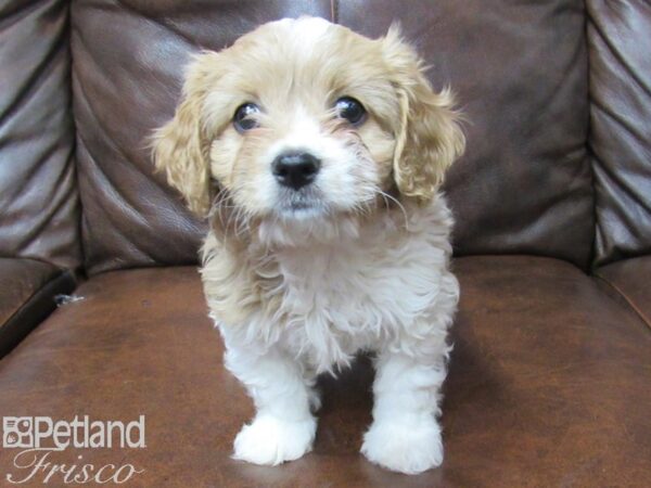 Cava Chon DOG Male BLENHIEM 25384 Petland Frisco, Texas