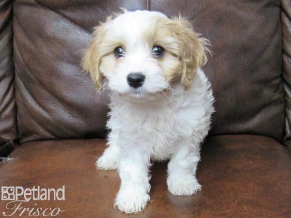 Cava Chon-DOG-Male-BLENHIEM-25383-Petland Frisco, Texas