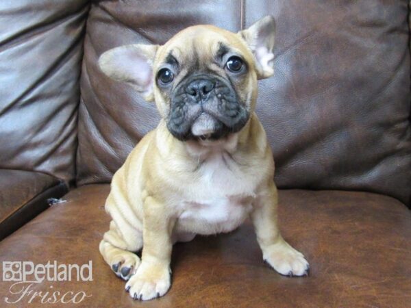 French Bulldog-DOG-Female-Fawn-25381-Petland Frisco, Texas