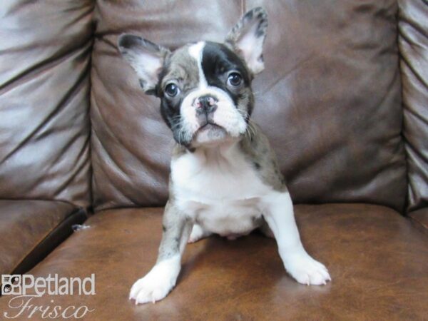 Frenchton DOG Male BLUE MERLE 25380 Petland Frisco, Texas