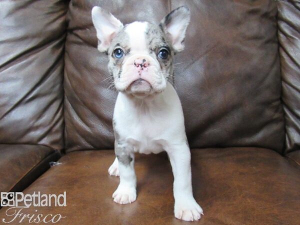 Frenchton DOG Female BLUE MERLE 25379 Petland Frisco, Texas