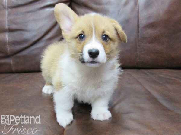 Pembroke Welsh Corgi-DOG-Male-Red white-25378-Petland Frisco & Mckinney, Texas
