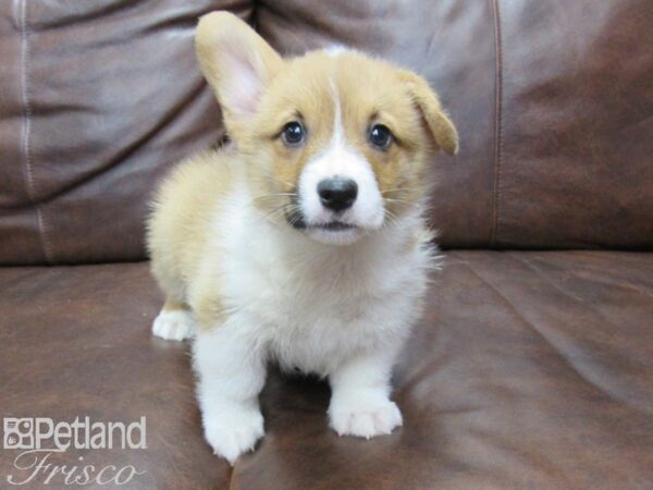 Pembroke Welsh Corgi DOG Male Red white 25378 Petland Frisco, Texas