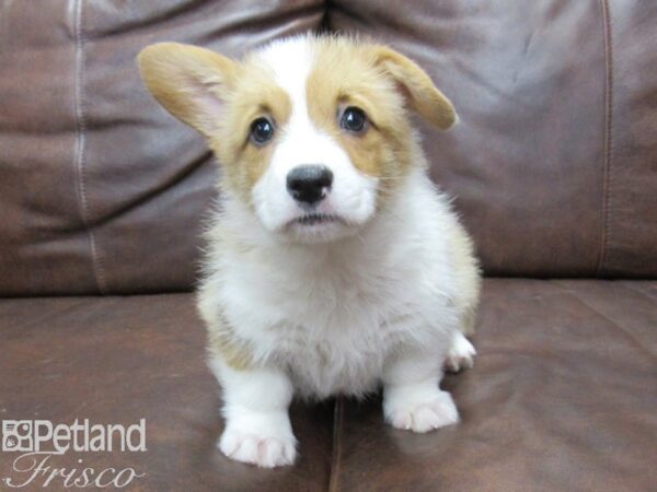 Pembroke Welsh Corgi DOG Female Red white 25377 Petland Frisco, Texas