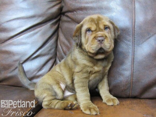 Mini Hippo-DOG-Female-BUFF-25376-Petland Frisco, Texas