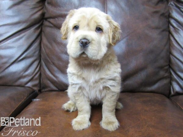 Mini Hippo DOG Female BUFF 25375 Petland Frisco, Texas