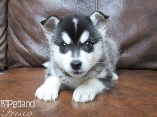 Huskimo DOG Male Black & White 25374 Petland Frisco, Texas